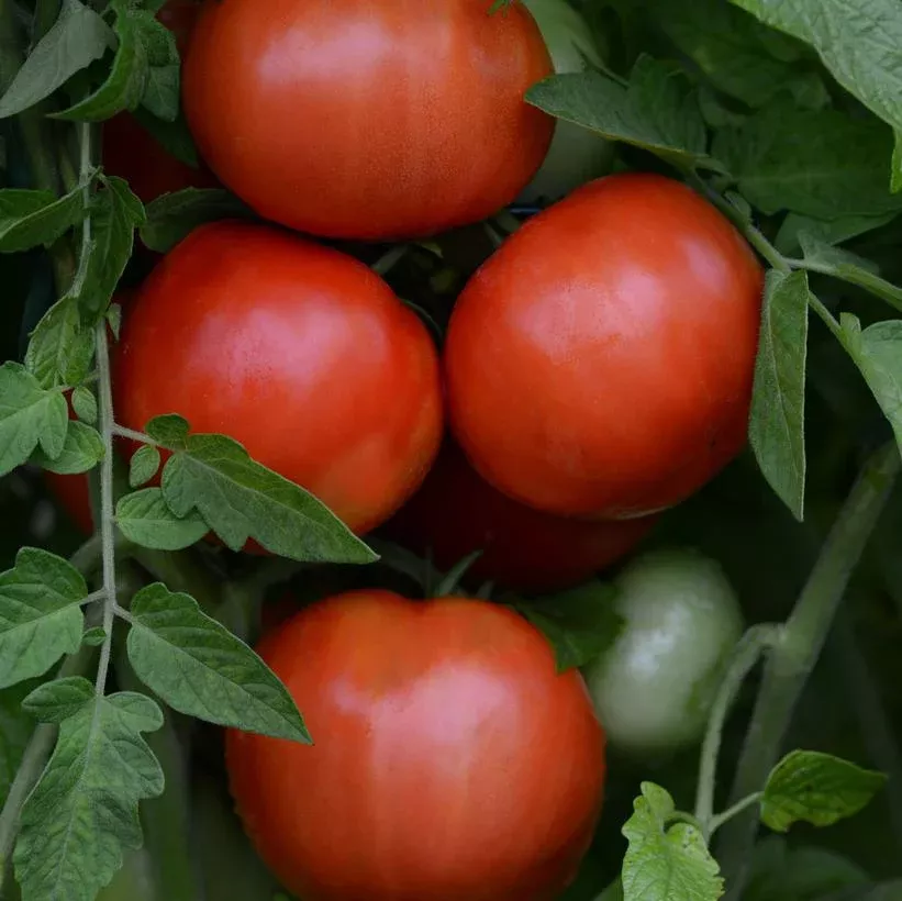 1G Tomato Heirloom Marriage 'Jersey Boy' - Slicing - 1007718