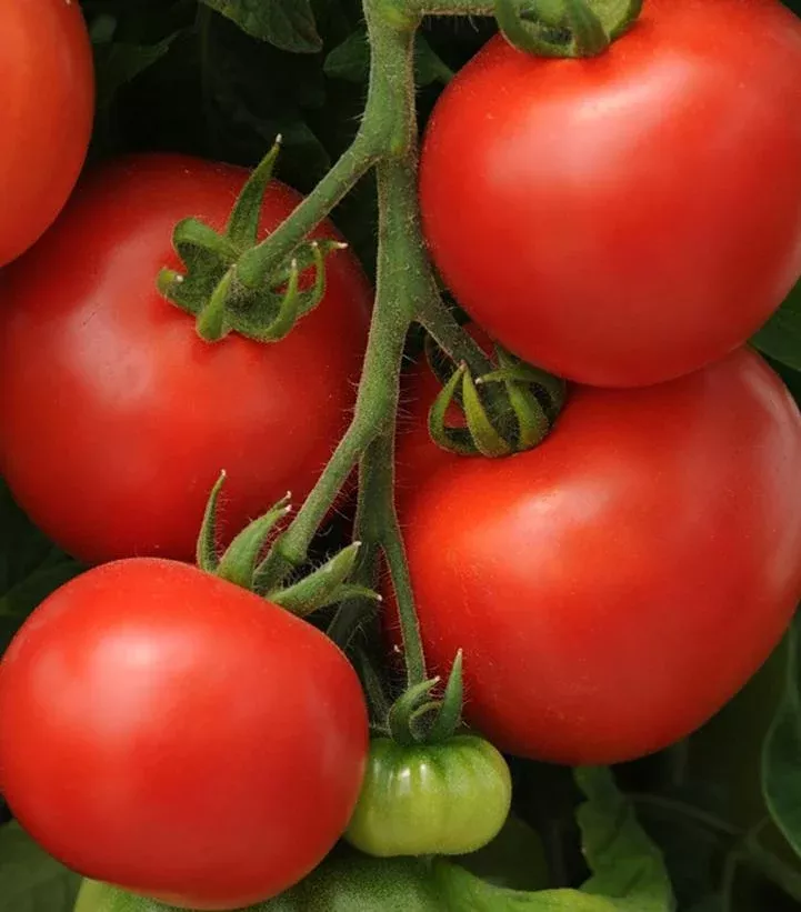 1G Tomato 'Homeslice' - Slicer - 1006679
