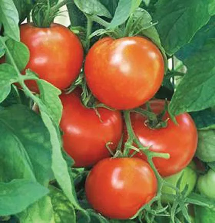 1G TOMATO 'NEW YORKER' (Slicer) New Yorker Tomato 1005001
