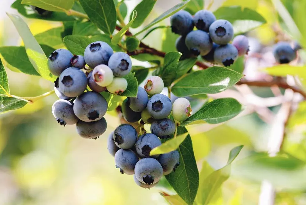 1G Vaccinium Angustifolium - Lowbush Blueberry Bush - 1001135