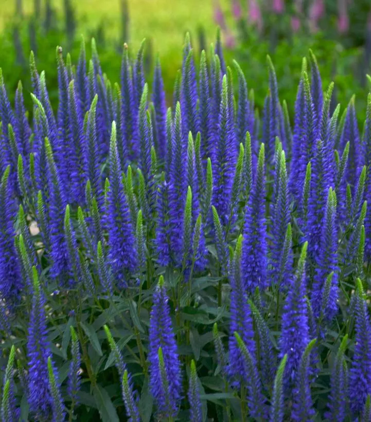 1G Veronica Magic Show 'Wizard of Ahhs' - Spike Speedwell - 1009666