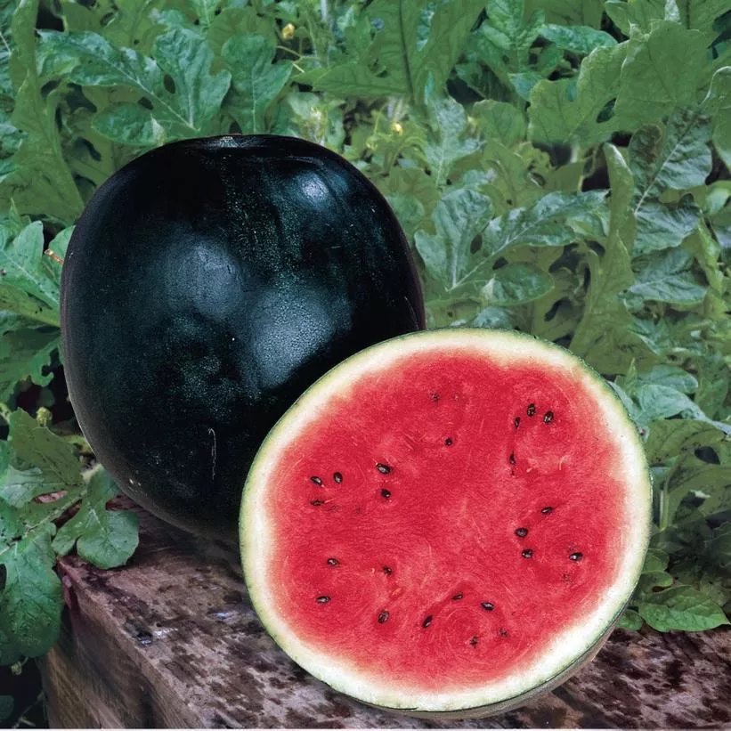 1G Watermelon 'Sugar Baby' Sugar Baby Watermelon 1013131