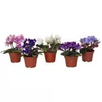2.5" African Violet Mini - F0189