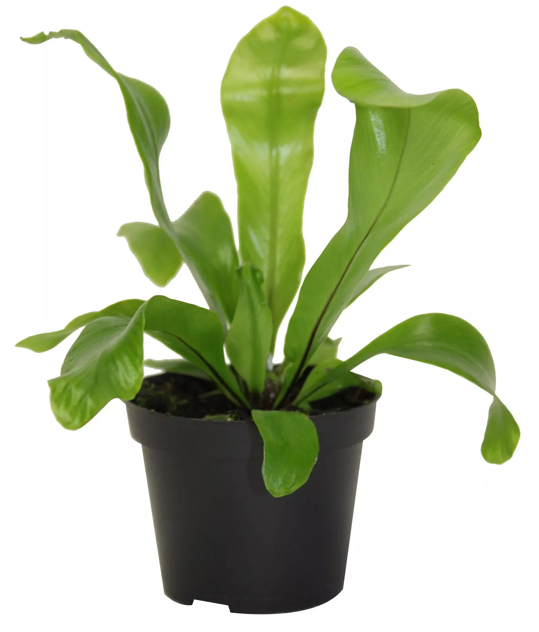 2.5" Crispy Wave Fern - T4118