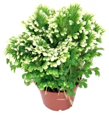 2.5" Fern - Winter Regular - T4285