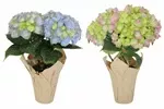 2.5" Hydrangea - Assorted EZ Water - F5387