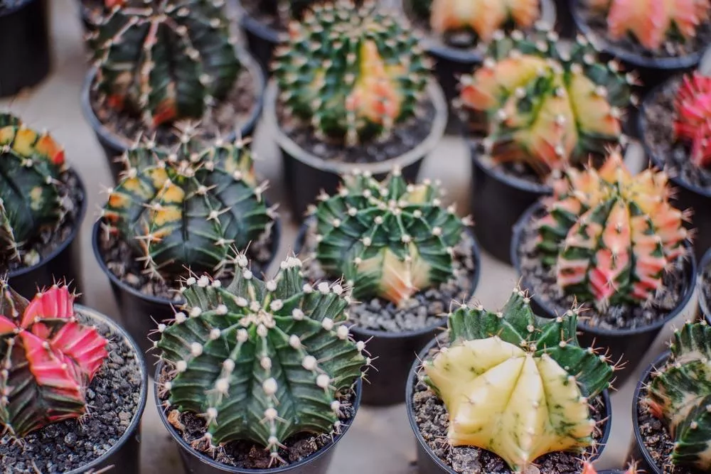 2" Cactus