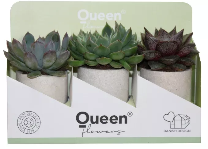 2" Echeveria Assorted - Concrete 3 Pack w/ Display - G4961