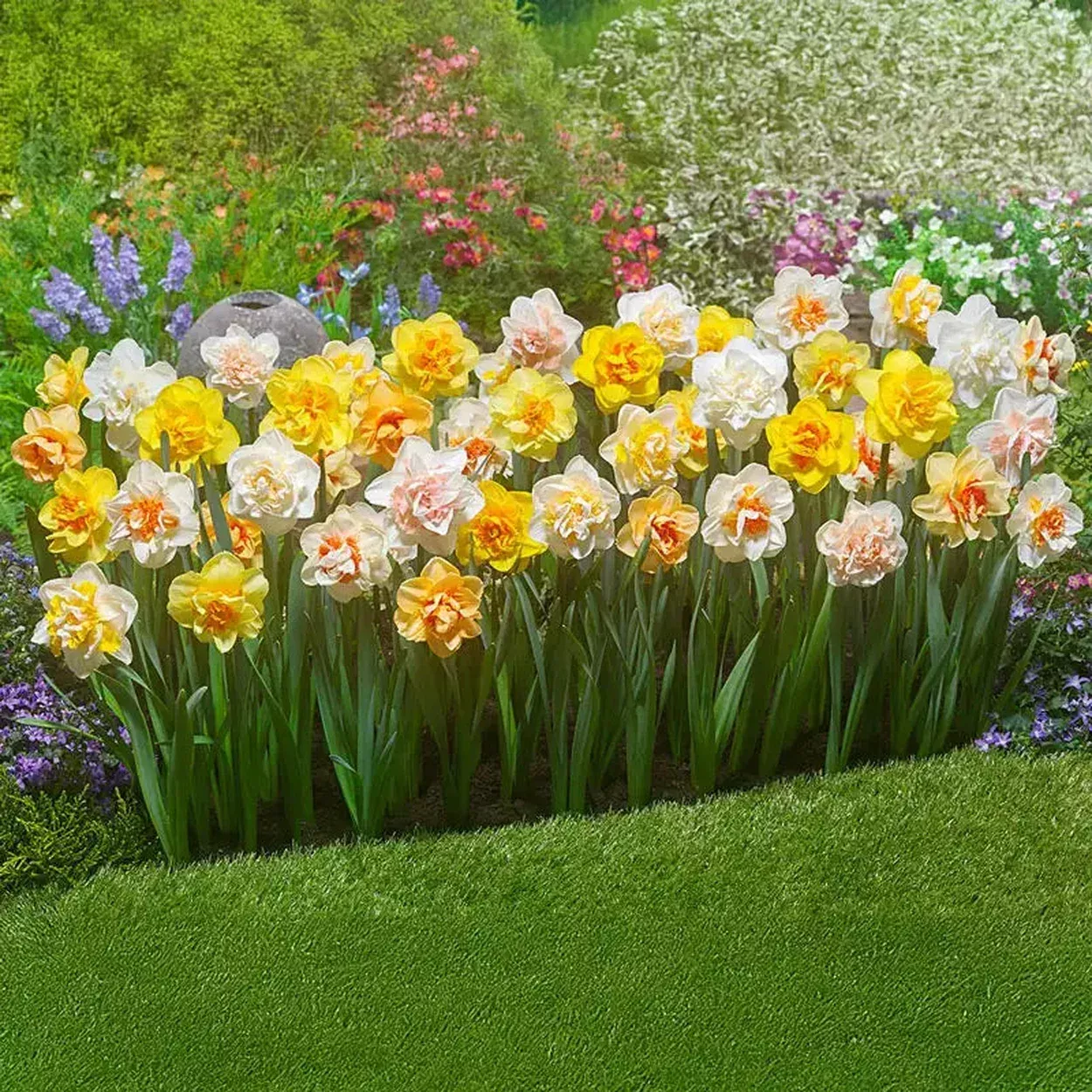 2 Months of Double Daffodils Mixture