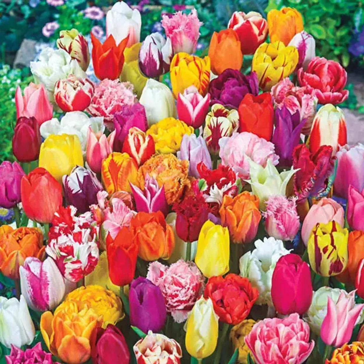 2 Months of Spring Carnival™Tulips Mixture