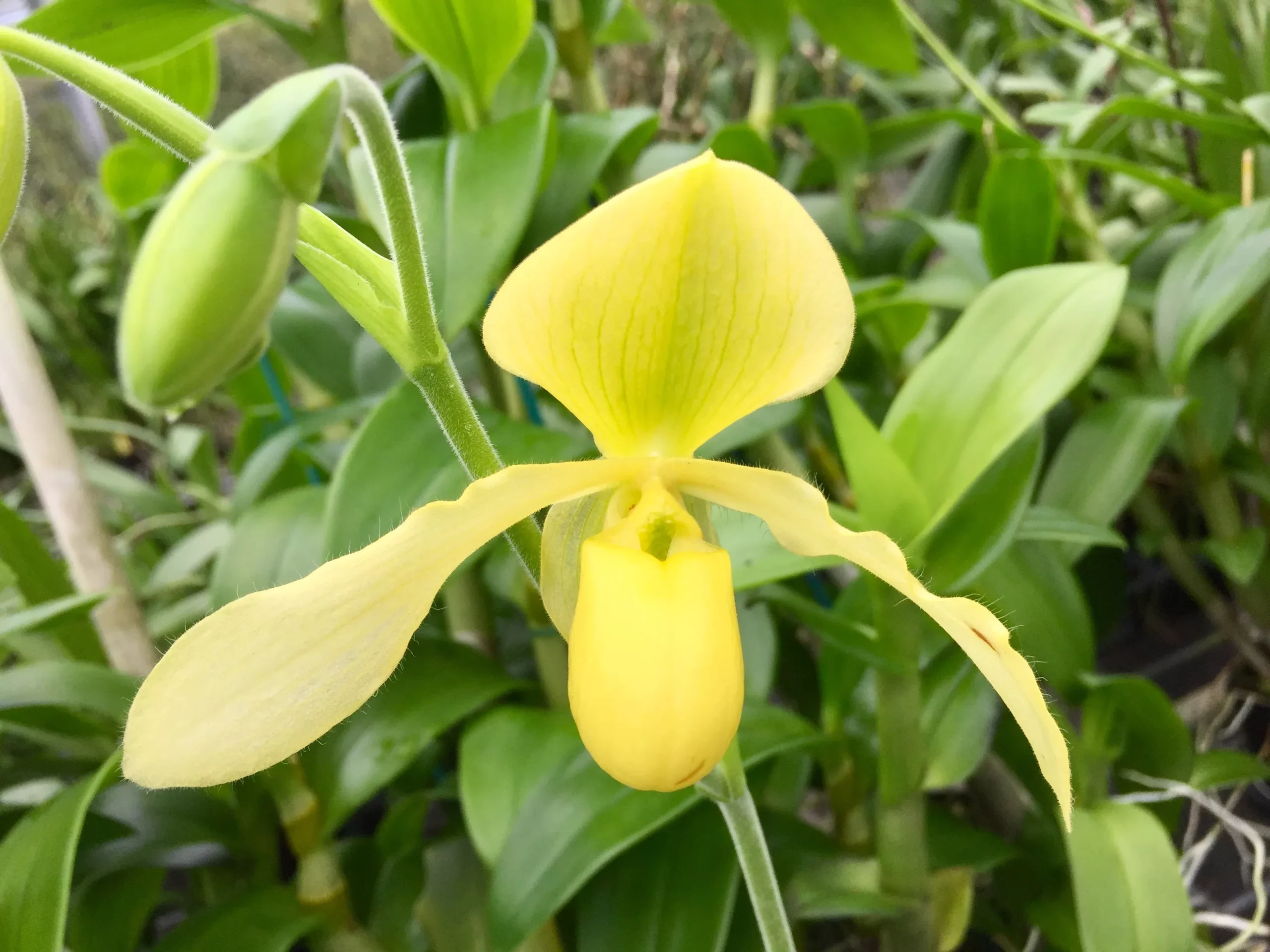 2" Paph. lowii alba x primulinum- Blooming Size