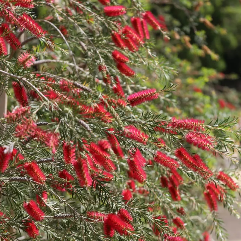 200 Red Bottlebrush Seeds, Callistemon Rigidus CN902C