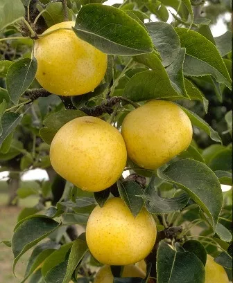20th century Asian pear