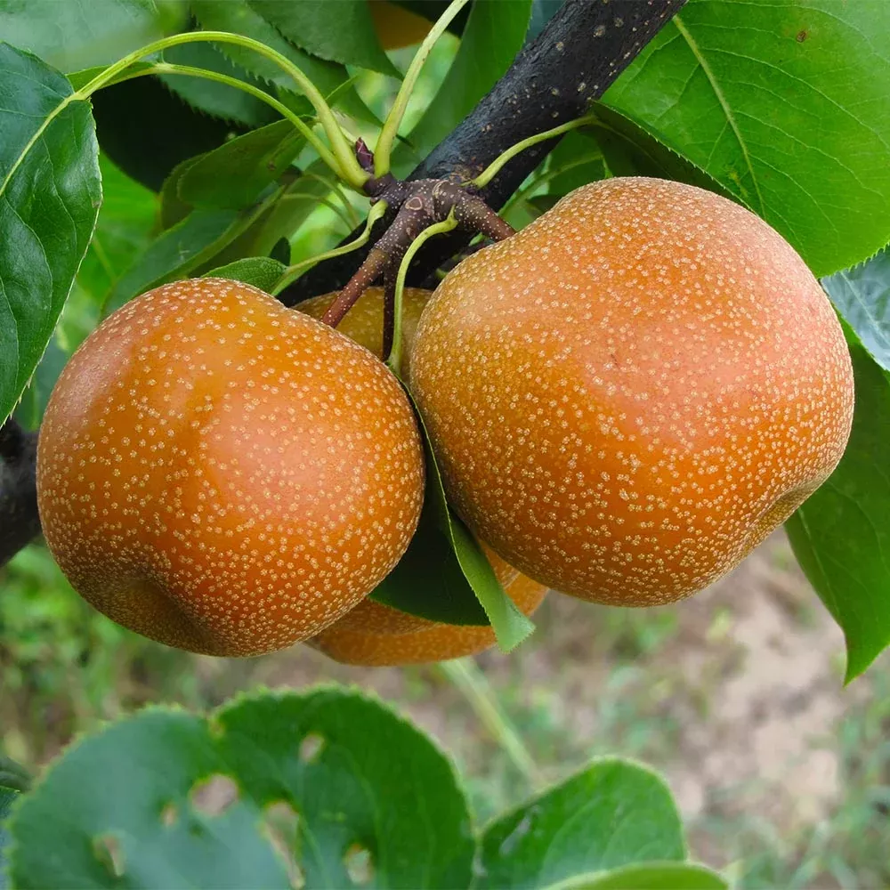 20th Century (Nijisseiki) Asian Pear Tree