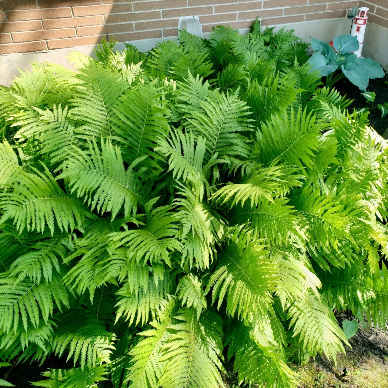25-Fern Naturalizing Landscape Bundle