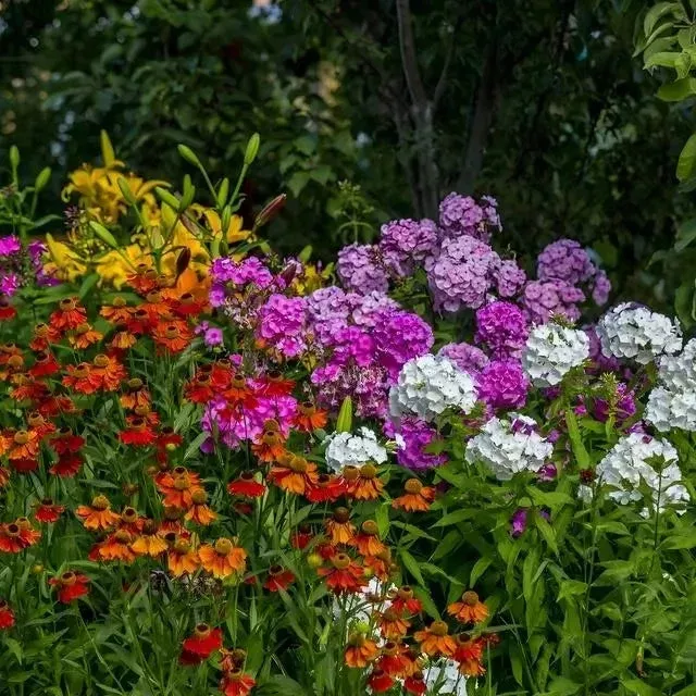 25 Flowering Plants Collection