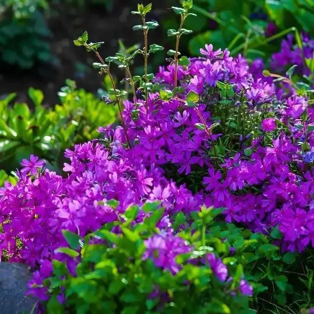 25 Ground Covers - Chosen For Your Zone