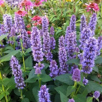 2G Agastache X 'Blue Fortune' - Anise - (Hummingbird Mint, Anise Hyssop) 1001844