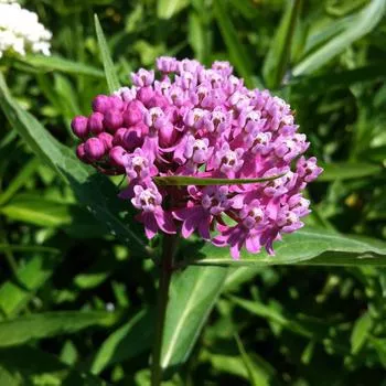 2G Asclepias Incarnata - Swamp Milkweed - 1003319