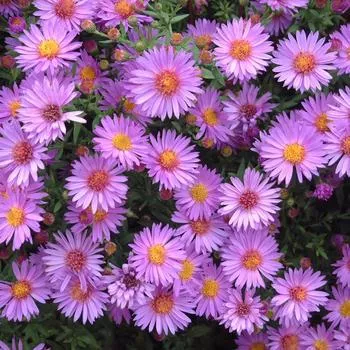 2G Aster 'Woods Purple' Woods Purple Aster (Aster New York) 1002840