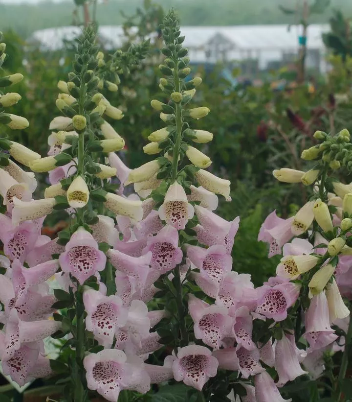 2G Digitalis Purpurea 'Camelot Lavender' - Foxglove - 1004245