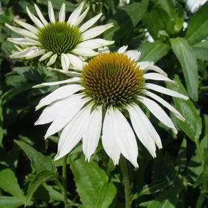 2G Echinacea Purpurea 'Happy Star' - Coneflower - 1006130