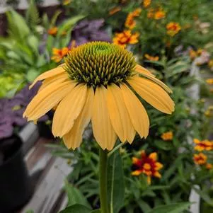 2G Echinacea Purpurea 'Mellow Yellows' - Coneflower - 1012061