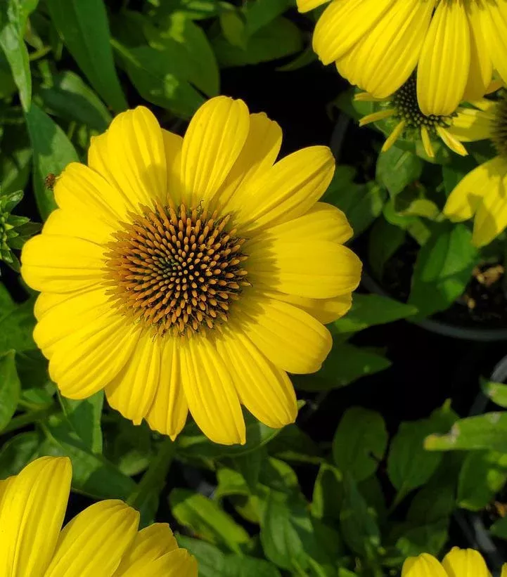 2G Echinacea Sombrero 'Lemon Yellow Improved' ('Balsomemyim') Lemon Yellow Improved Cone Flower: Patent PPAF