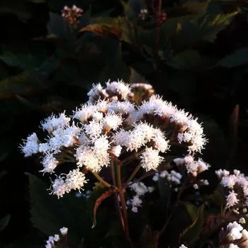 2G Eupatorium rugosum 'Chocolate' Chocolate Snakeroot (Boneset ,Joe Pye Weed) 1001838