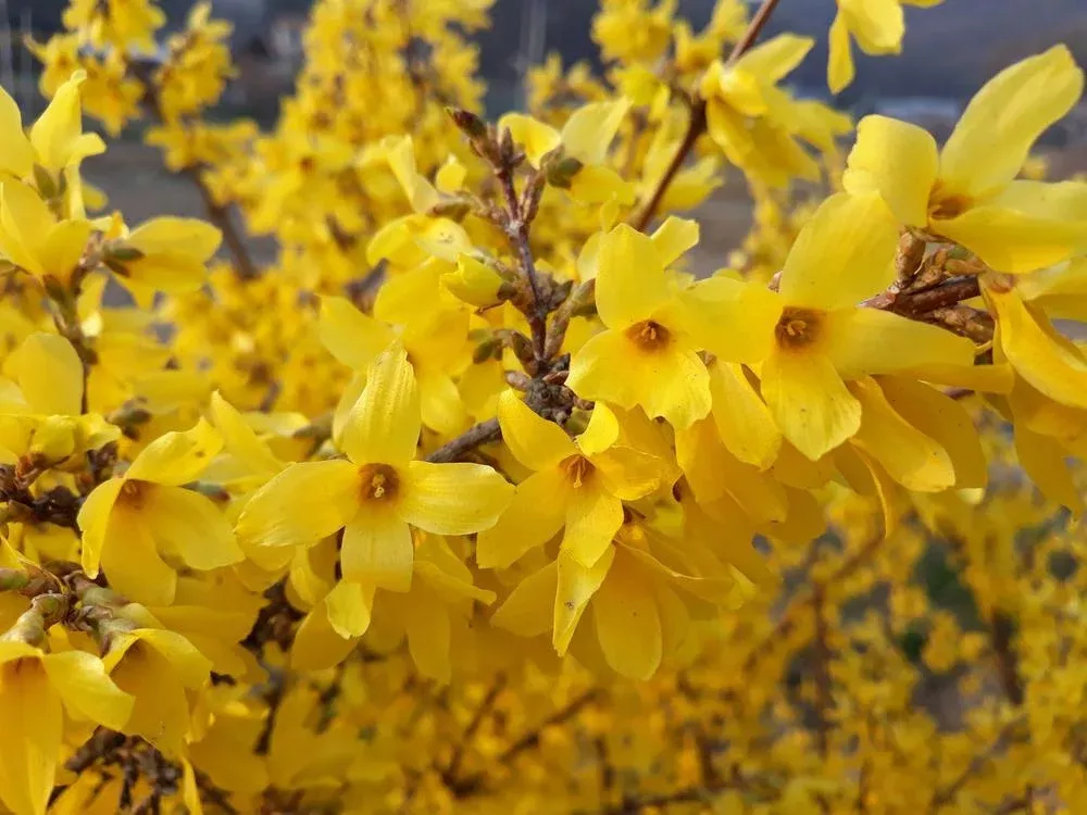 2G Forsythia Show Off ('Mindor') Show Off Forsythia: Patent PP19321 1003697