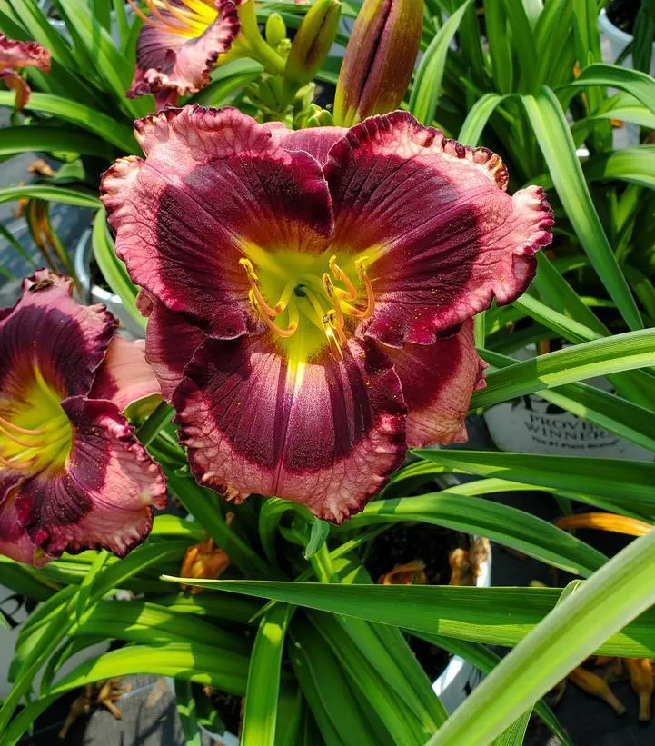 2G Hemerocallis Hybrid Rainbow Rhythm 'Storm Shelter' - Daylily - 1010940