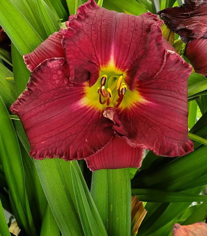 2G Hemerocallis Rainbow Rhythm 'Nosferatu' Nosferatu Daylily 1007902
