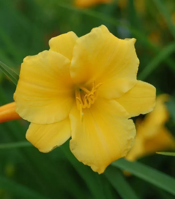 2G Hemerocallis 'Stella d'Oro' - Daylily - 1001546