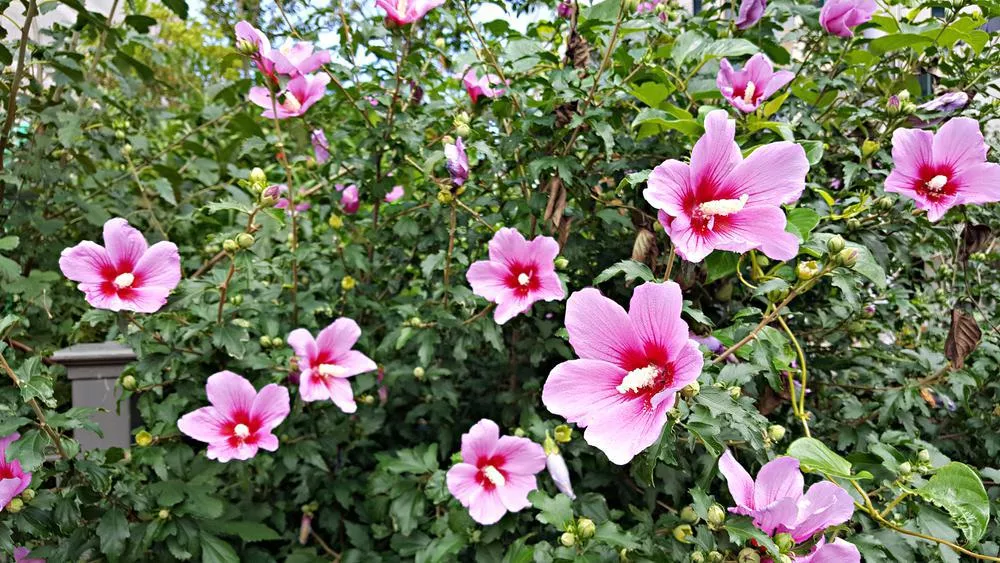 2G Hibiscus syriacus Lil' Kim Red ('SHIMRR38') Lil' Kim Red Rose of Sharon: Patent PP27,195 1007450