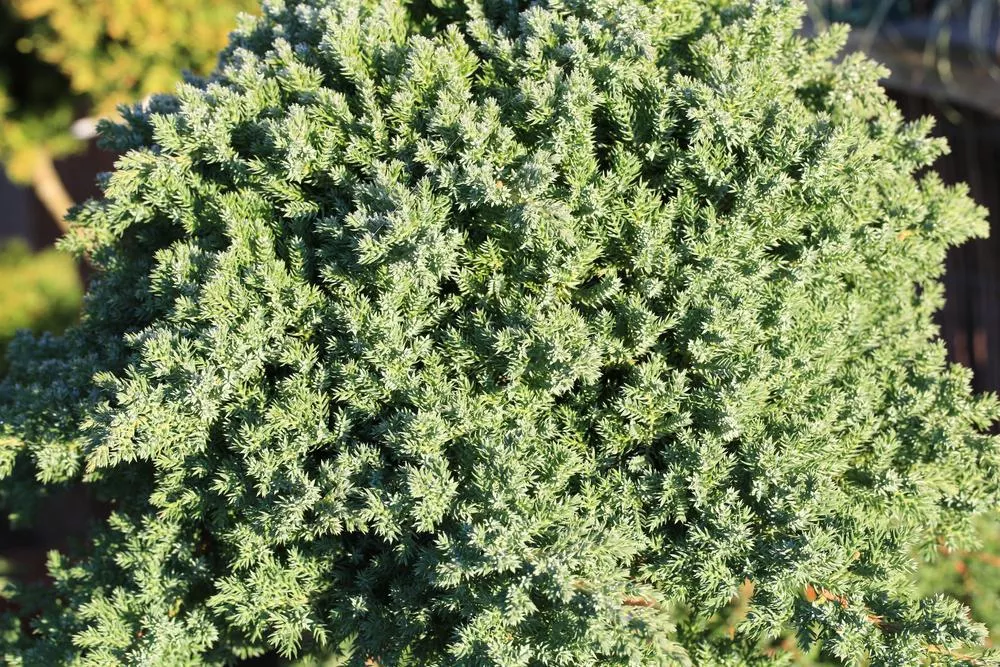 2G Juniperus procumbens 'Nana' Dwarf Japanese Juniper 1000054