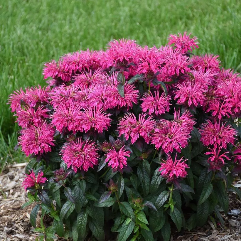 2G Monarda Sugar Buzz 'Berry Taffy' Berry Taffy Bee Balm: Patent PPAF 1013244