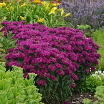2G Monarda Sugar Buzz 'Grape Gumball' -Bee Balm - 1007349