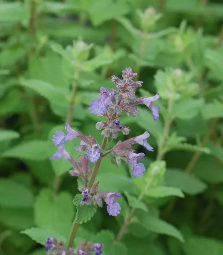 2G Nepeta muss. 'Blue Wonder' Blue Wonder Catmint 1000601