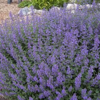 2G Nepeta 'Walkers Low' - Catmint - 1002533