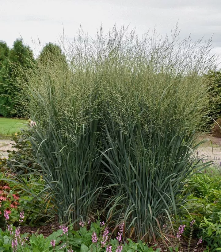 2G Panicum Prairie Winds 'Totem Pole' - Switch Grass - 1013829