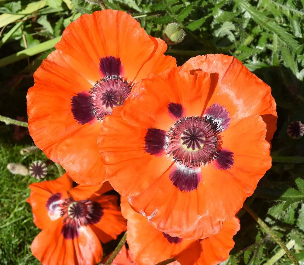 2G Papaver Orientalis (Oriental Poppy) Perennial