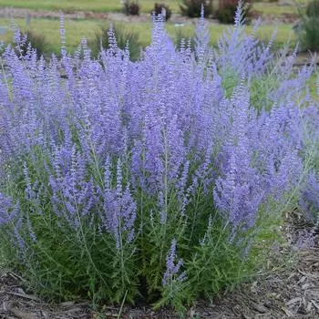 2G Perovskia Atriplicifolia 'Blue Jean Baby' - Russian Sage - 1008846