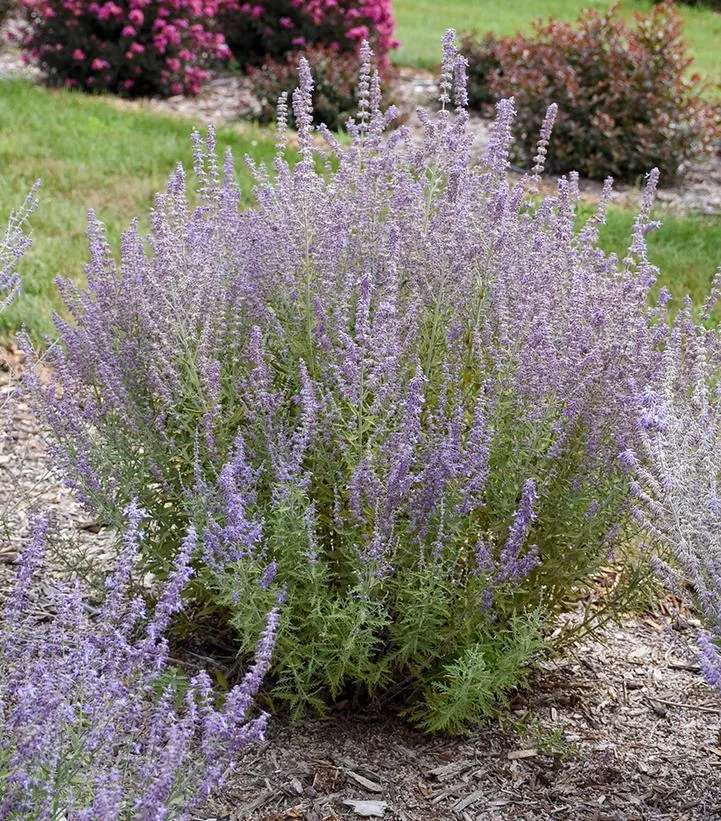 2G Perovskia Atriplicifolia 'Sage Advice' - Russian Sage - 1014042