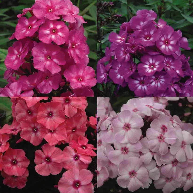 2G Phlox First Editions 'Medley Mix' Mixed collection of First Editions Garden Phlox 1009050