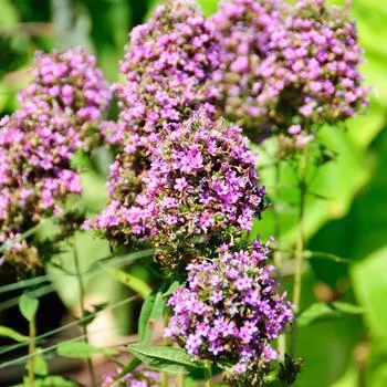 2G Phlox Paniculata 'Jeana' - Garden Phlox - 1005530