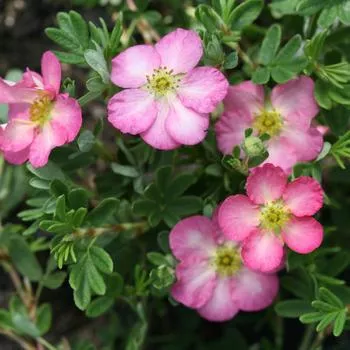 2G Potentilla fruticosa Happy Face Hearts ('SMNPPS') Happy Face Hearts Potentilla: Patent PPAF (Cinquefoils) 1009997