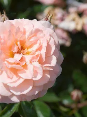 2G Rosa 'Apricot Drift' ('Meimirrote') Apricot Drift Rose: Patent PP23,354 1007520