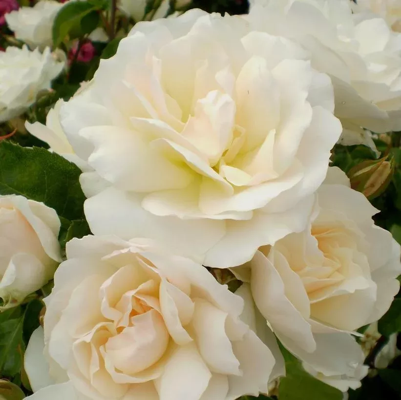2G Rosa Easy Elegance 'Champagne Wishes' ('BAIcham') Champagne Wishes Shrub Rose 1008247