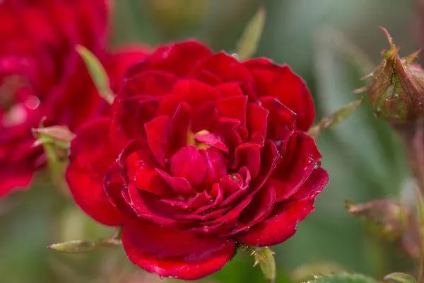 2G Rosa Easy Elegance 'Chi' ('Ballim') Chi™ Rosa 1012293