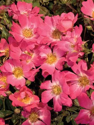 2G Rosa 'Pink Drift' ('Meijocos') Pink Drift Rose: Patent PP18,874 1007523